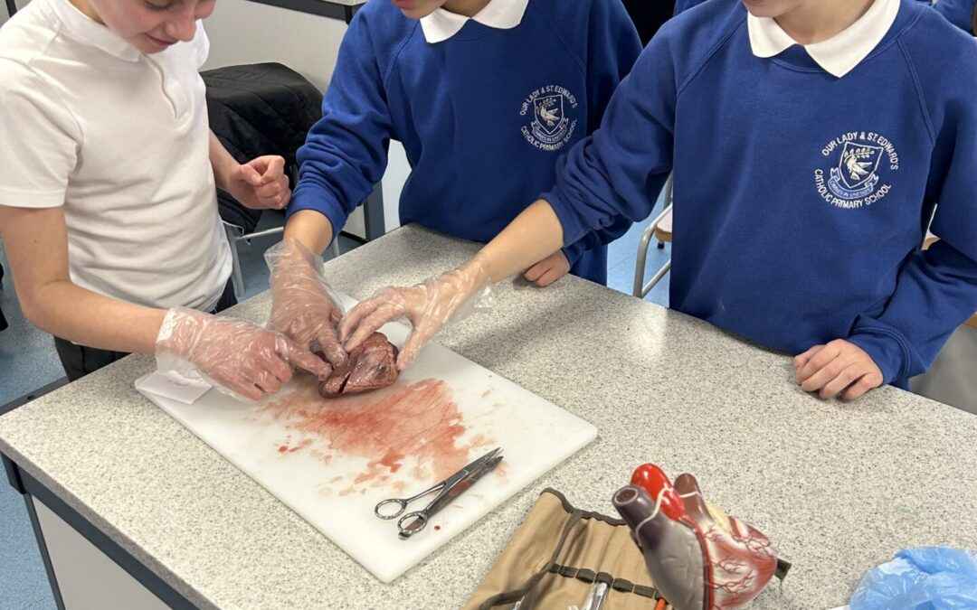 Y6 Heart Dissection